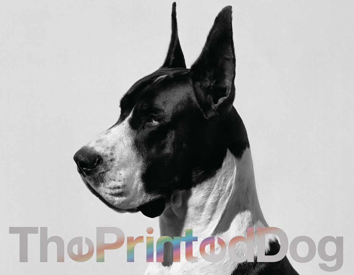 THE PRINTED DOG 1 – byluisvenegas